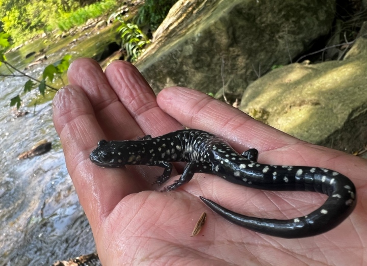 Slimy Salamander